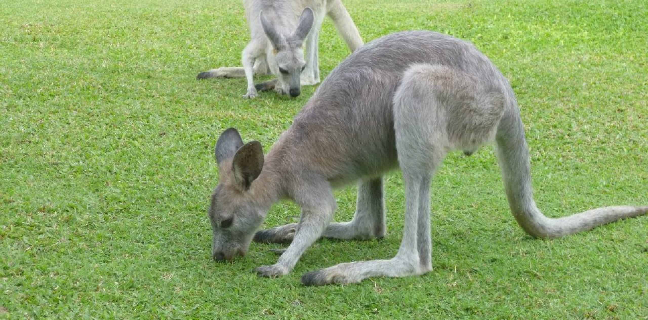 cropped-roo1.jpg