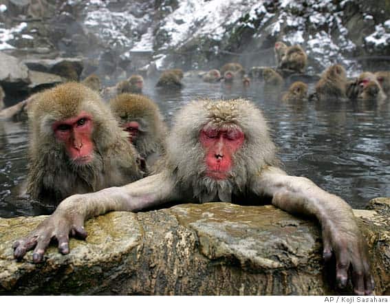 snow-monkey-group