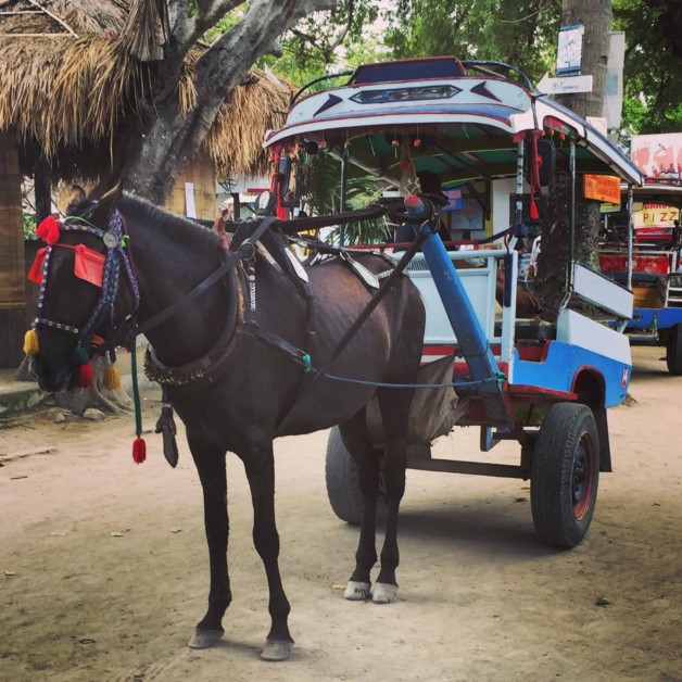 horse carts gili islands