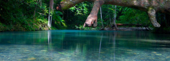 daintree rainforest