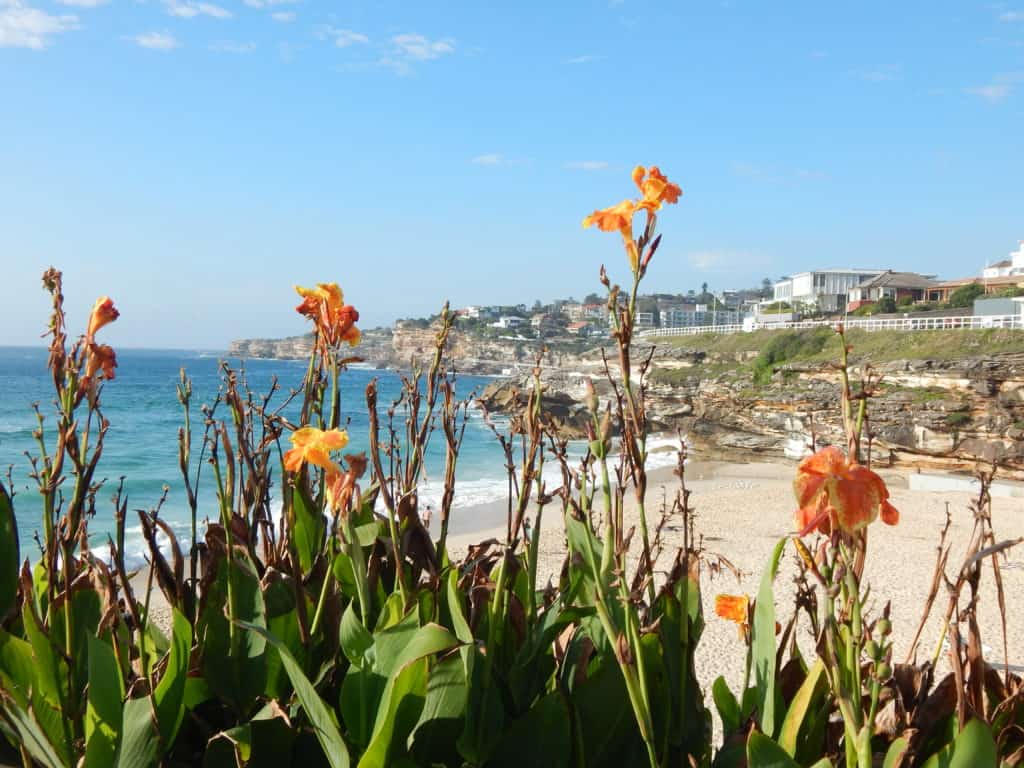 tamarama beach 