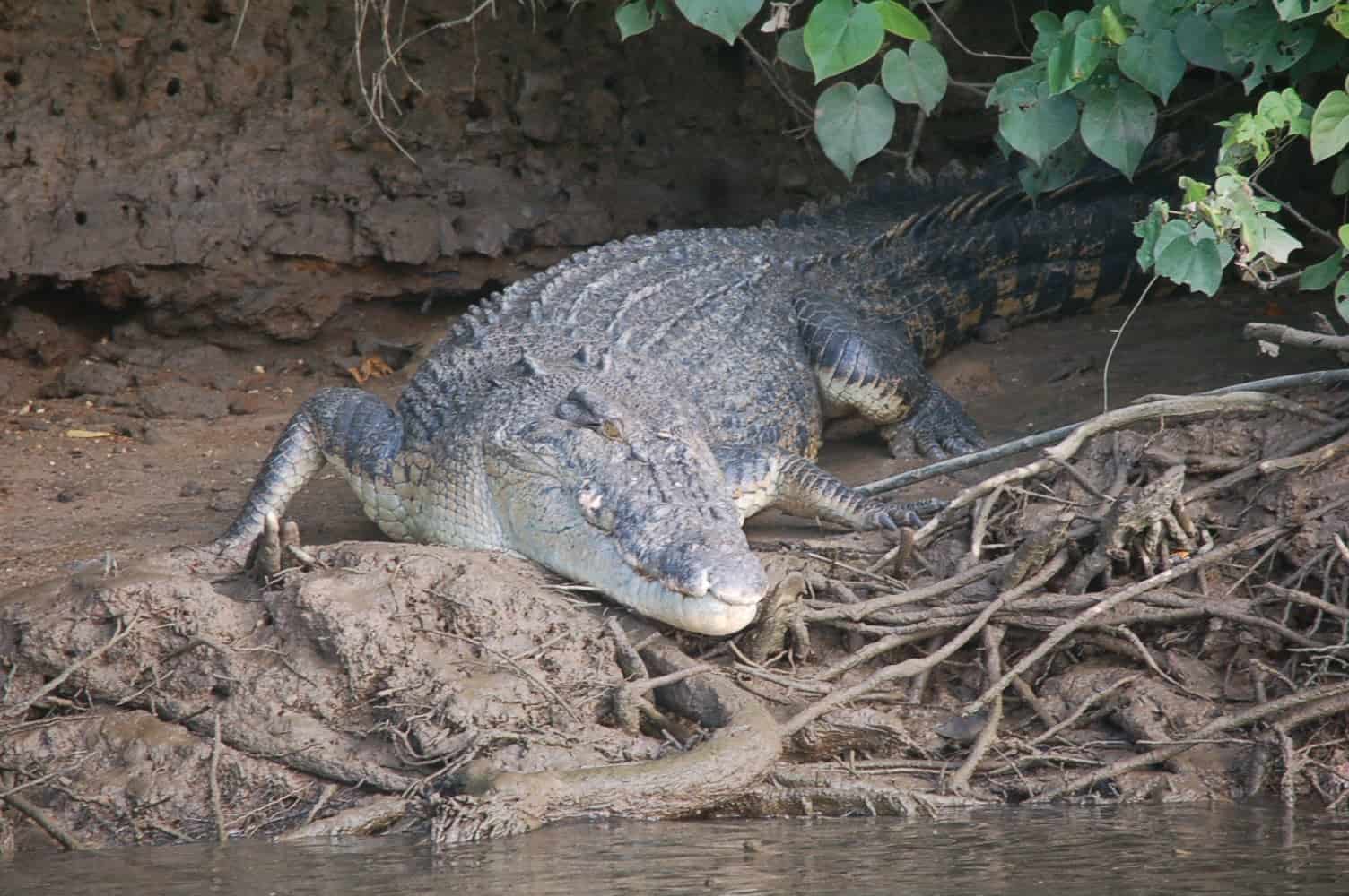 Daintree Crocodile Cruise-min