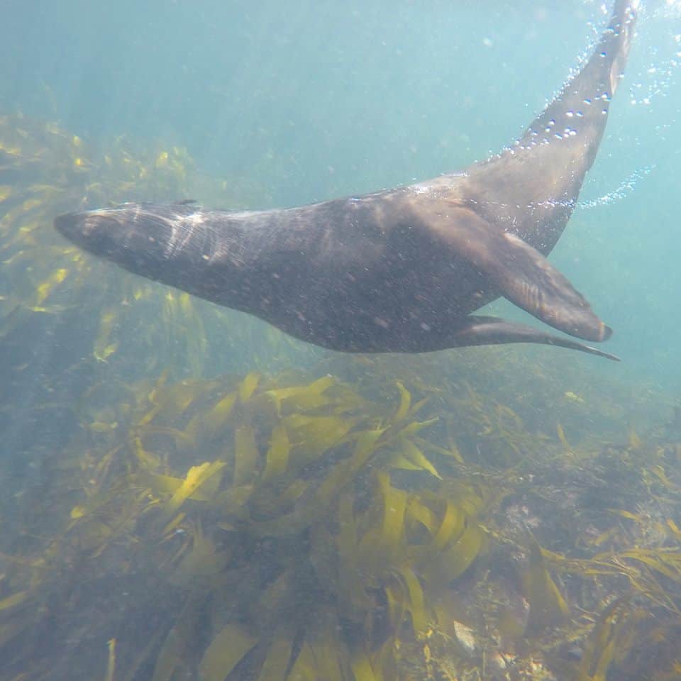 sealswimkaikoura