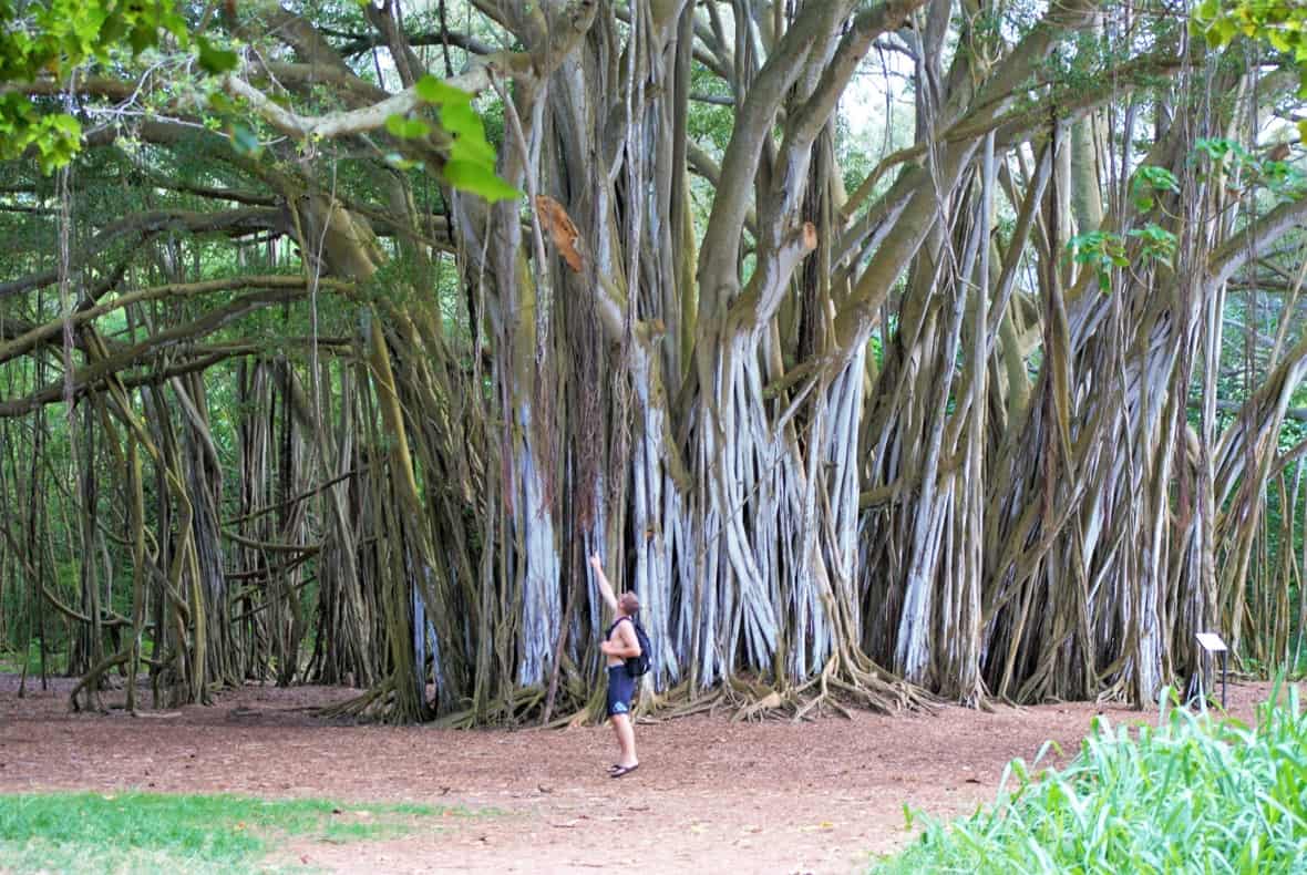 Banyan trees of Kawela Bay (courtesy of MB Sees)