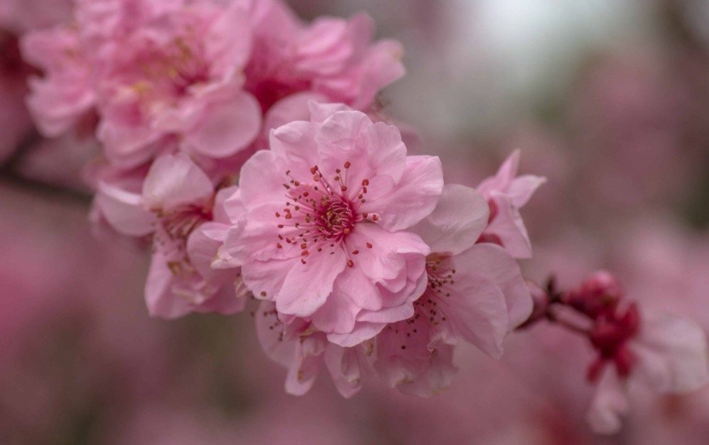 Cherry_blossoms_at_Auburn_Botanical_Gardens_01