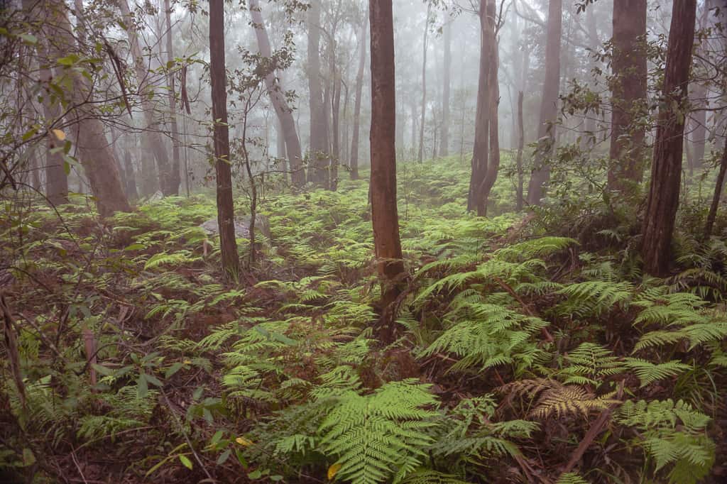 Ruined Castle Hike- the best bushwalk in the Blue Mountains?