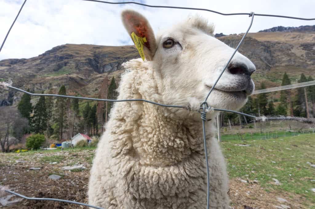 Sheep at Walter Peak