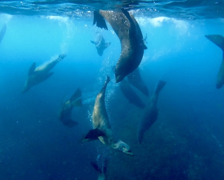 seals of Montague Island